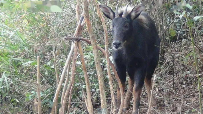 四不像正版论坛|权威分析解释落实_体育制.5.643